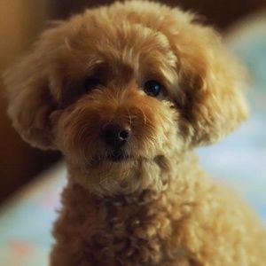 Meet your Posher, Astrid